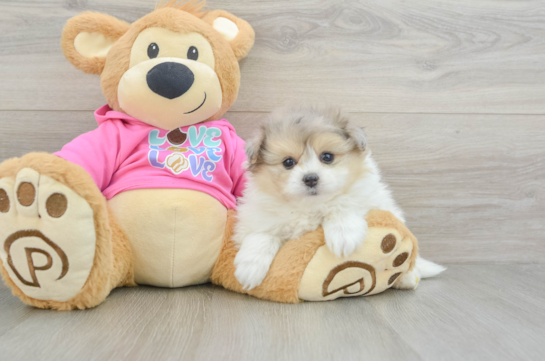 Little Pom Frise Designer Puppy