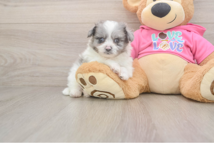 Pomachon Puppy for Adoption