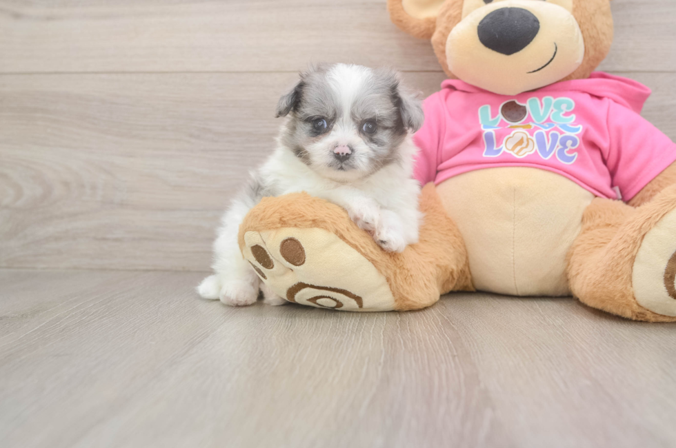 7 week old Pomachon Puppy For Sale - Puppy Love PR