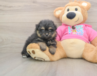5 week old Pomachon Puppy For Sale - Puppy Love PR