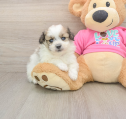 5 week old Pomachon Puppy For Sale - Puppy Love PR