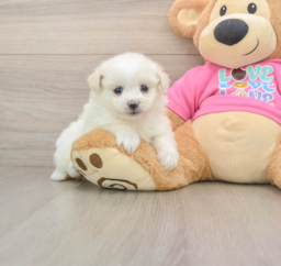 5 week old Pomachon Puppy For Sale - Puppy Love PR