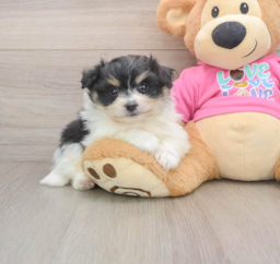5 week old Pomachon Puppy For Sale - Puppy Love PR