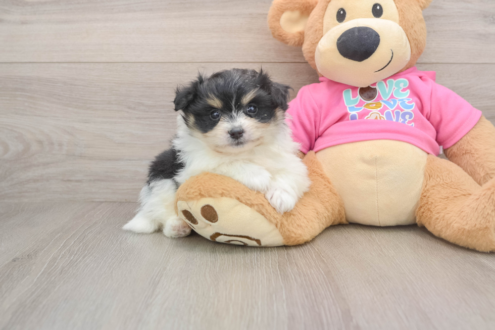 Popular Pomachon Designer Pup