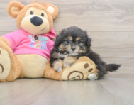 6 week old Pomachon Puppy For Sale - Puppy Love PR