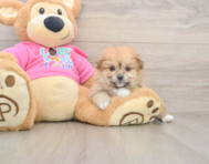 5 week old Pomachon Puppy For Sale - Puppy Love PR