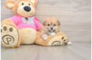 Pomachon Pup Being Cute