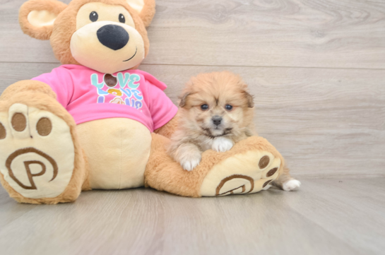 Pomachon Pup Being Cute