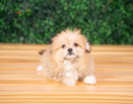 9 week old Pomachon Puppy For Sale - Puppy Love PR