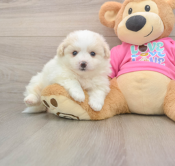 5 week old Pomachon Puppy For Sale - Puppy Love PR