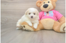 Funny Pomachon Designer Pup