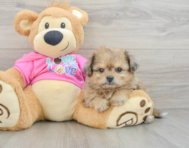 6 week old Pomachon Puppy For Sale - Puppy Love PR
