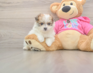 5 week old Pomachon Puppy For Sale - Puppy Love PR