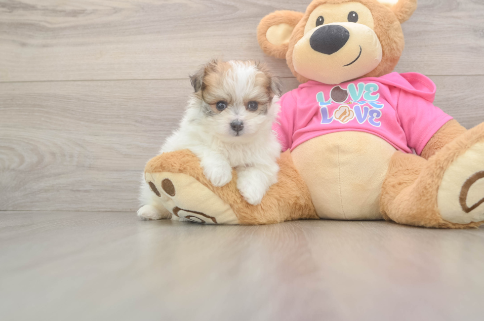 5 week old Pomachon Puppy For Sale - Puppy Love PR