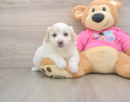 5 week old Pomachon Puppy For Sale - Puppy Love PR