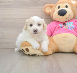 6 week old Pomachon Puppy For Sale - Puppy Love PR