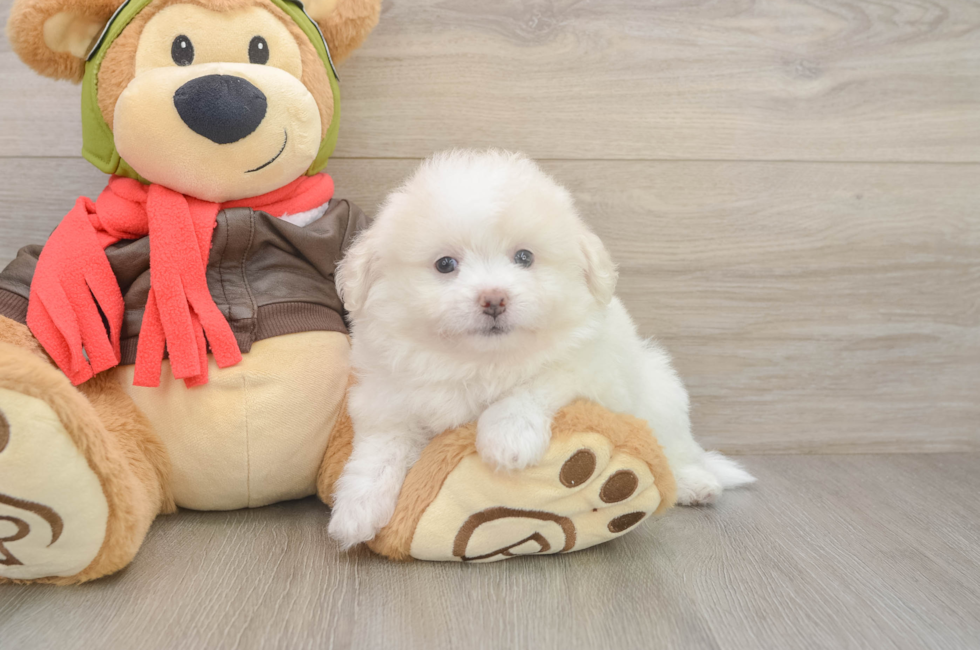 7 week old Pomachon Puppy For Sale - Puppy Love PR
