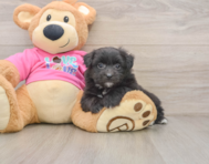 5 week old Pomachon Puppy For Sale - Puppy Love PR