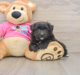6 week old Pomachon Puppy For Sale - Puppy Love PR