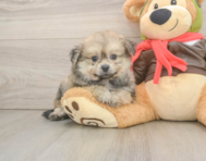 7 week old Pomachon Puppy For Sale - Puppy Love PR
