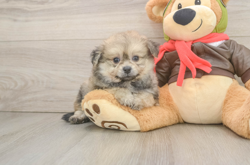 7 week old Pomachon Puppy For Sale - Puppy Love PR