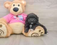 5 week old Pomachon Puppy For Sale - Puppy Love PR