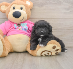 6 week old Pomachon Puppy For Sale - Puppy Love PR