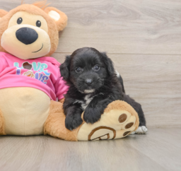 7 week old Pomachon Puppy For Sale - Puppy Love PR