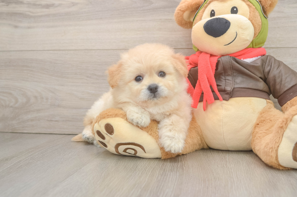 7 week old Pomachon Puppy For Sale - Puppy Love PR