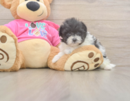 5 week old Pomachon Puppy For Sale - Puppy Love PR
