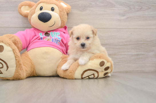 Best Pomachon Baby