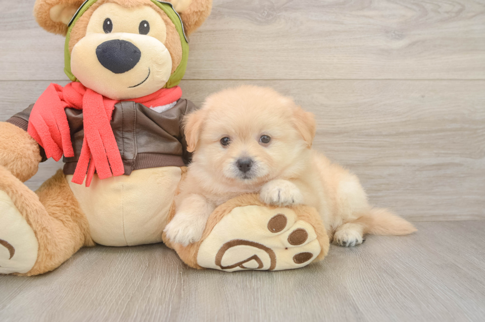 7 week old Pomachon Puppy For Sale - Puppy Love PR