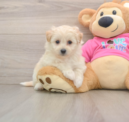 8 week old Pomachon Puppy For Sale - Puppy Love PR