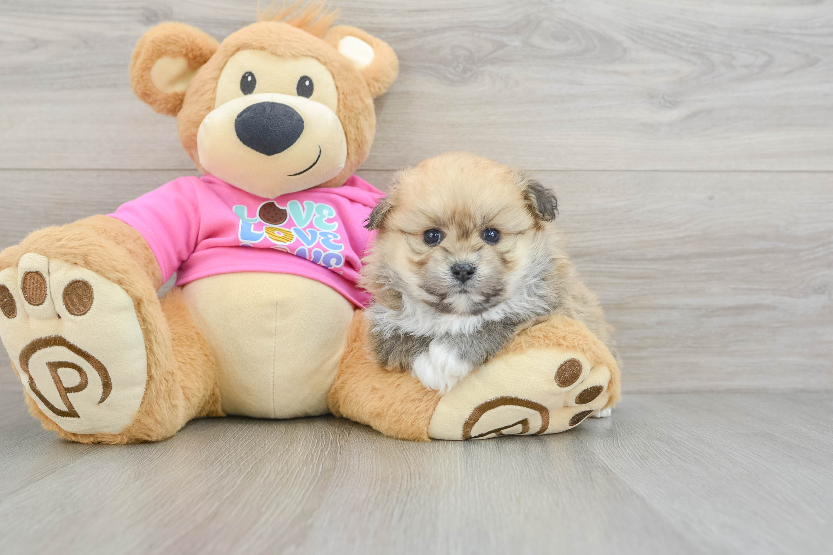Best Pomachon Baby