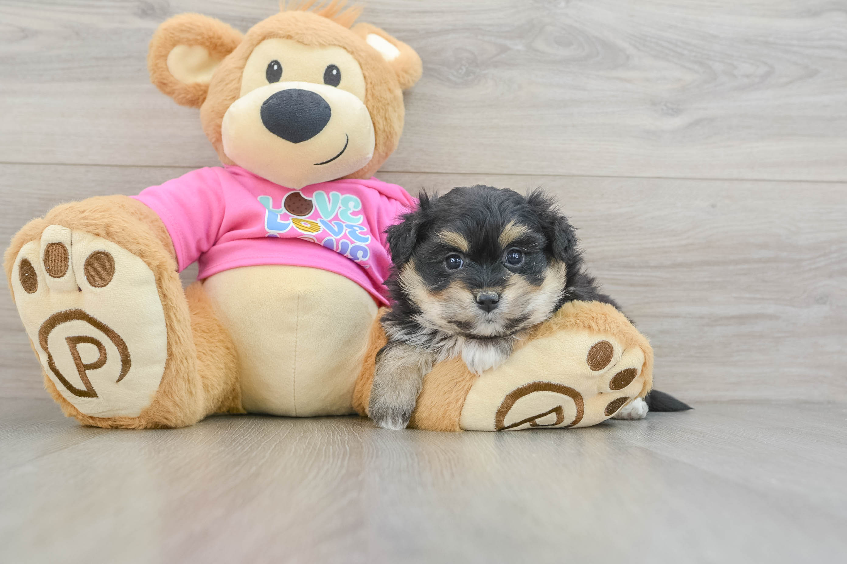 Adorable Pom Frise Designer Puppy