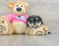 7 week old Pomachon Puppy For Sale - Puppy Love PR