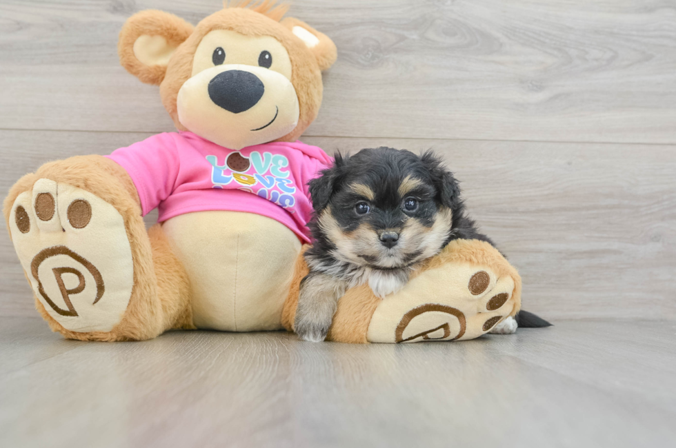 7 week old Pomachon Puppy For Sale - Puppy Love PR