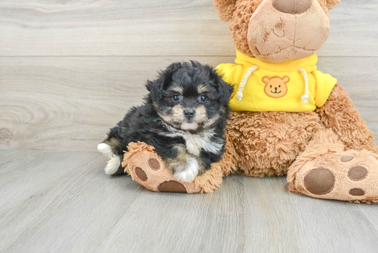Meet Jocelyn - our Pomachon Puppy Photo 1/3 - Puppy Love PR Happy Pomachon Baby