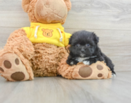 8 week old Pomachon Puppy For Sale - Puppy Love PR
