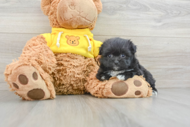 Meet La La - our Pomachon Puppy Photo 1/3 - Puppy Love PR Adorable Pom Frise Designer Puppy
