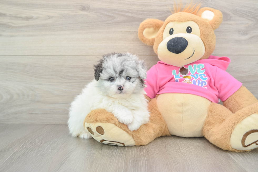 Pomachon Pup Being Cute