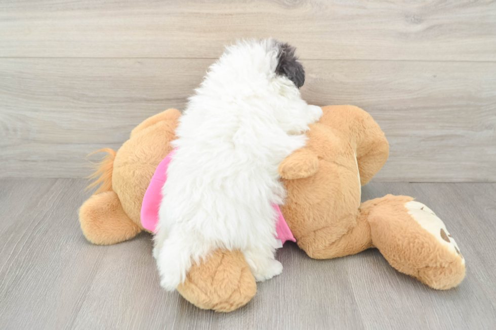 Little Pom Frise Designer Puppy