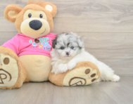 5 week old Pomachon Puppy For Sale - Puppy Love PR