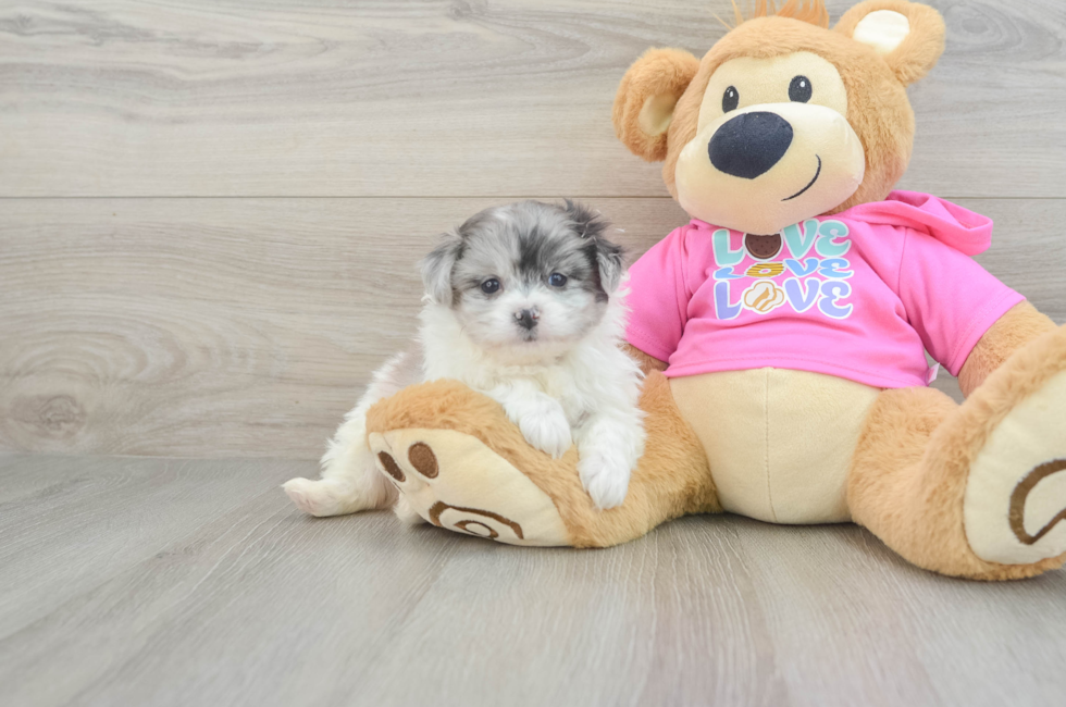 7 week old Pomachon Puppy For Sale - Puppy Love PR