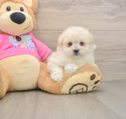 7 week old Pomachon Puppy For Sale - Puppy Love PR