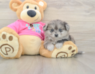 5 week old Pomachon Puppy For Sale - Puppy Love PR