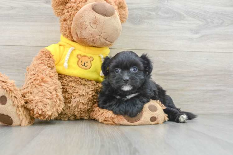 Meet Lolo - our Pomachon Puppy Photo 1/3 - Puppy Love PR Pomachon Pup Being Cute