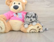 5 week old Pomachon Puppy For Sale - Puppy Love PR