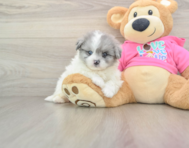 5 week old Pomachon Puppy For Sale - Puppy Love PR