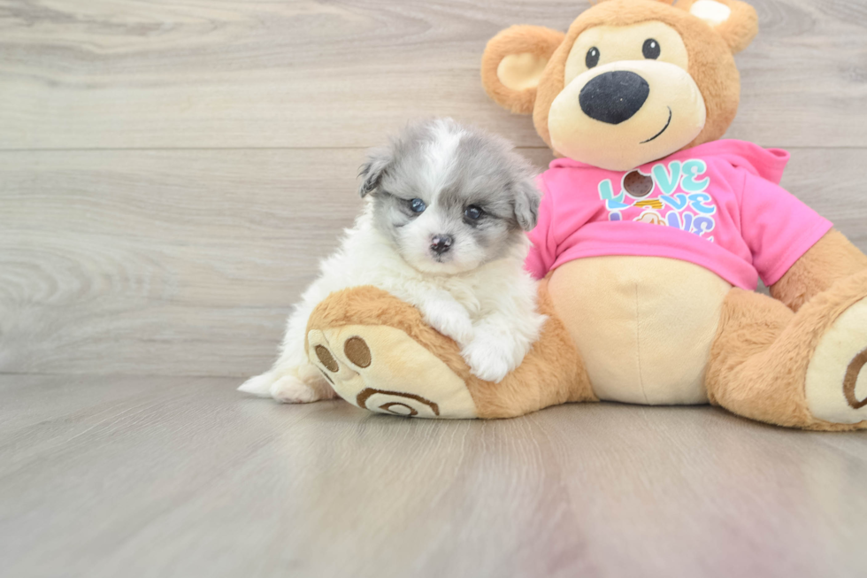 Pomachon Puppy for Adoption